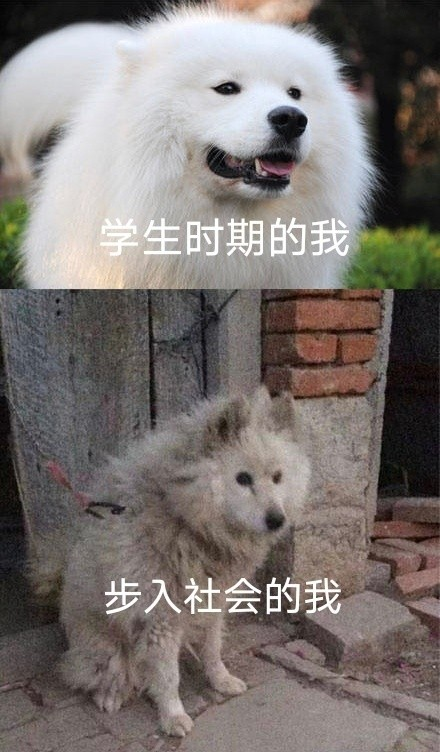 雙非大三，績點低，想去香港留學來得及嗎？怎么補救？